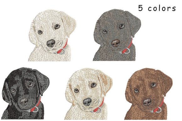 Labrador Retriever Puppy